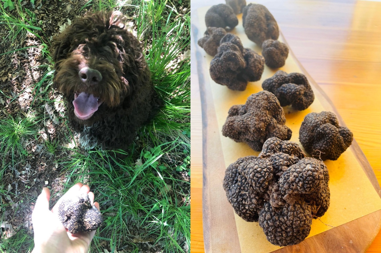 Giovedì 11 Giugno 2026: Menù della Serata a Tutto TARTUFO!