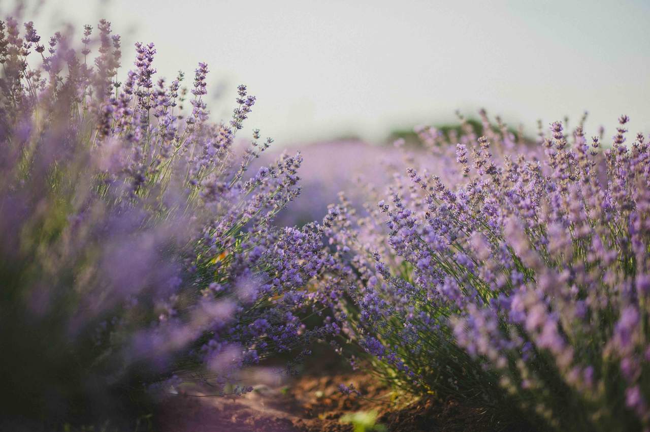 azienda agricola le poscole al canton - lavanda
