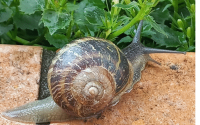 SLOW TOURISM… Agriturismo Le Poscole al Canton