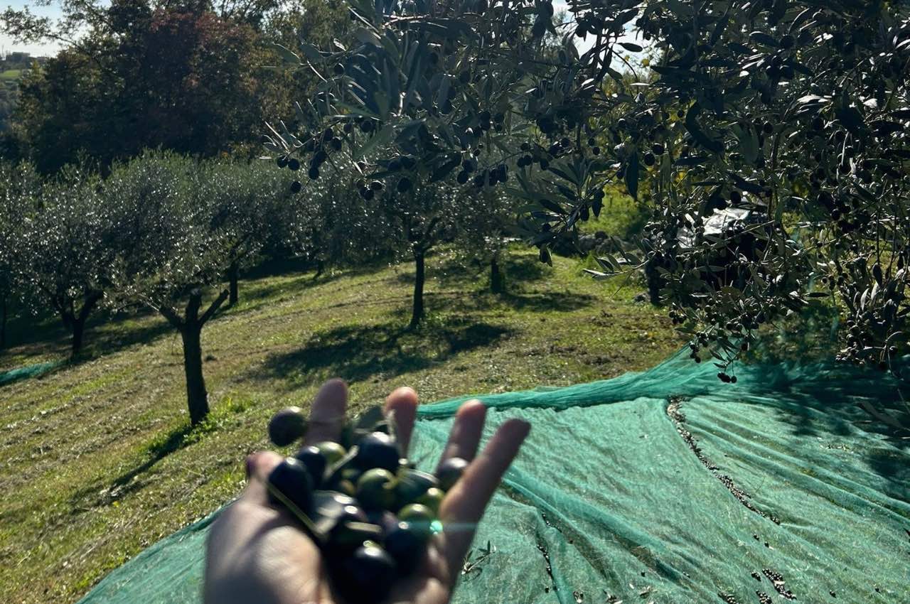 Dalla Raccolta delle Olive alla Tavola: La Magia del Nostro Olio Extravergine e l’Idea Perfetta per le Tue Bomboniere